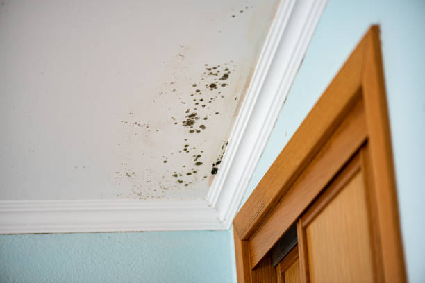 Best Emergency Mold Remediation in Stormstown, PA