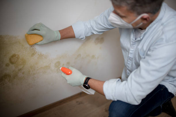 Best Basement Mold Remediation in Stormstown, PA